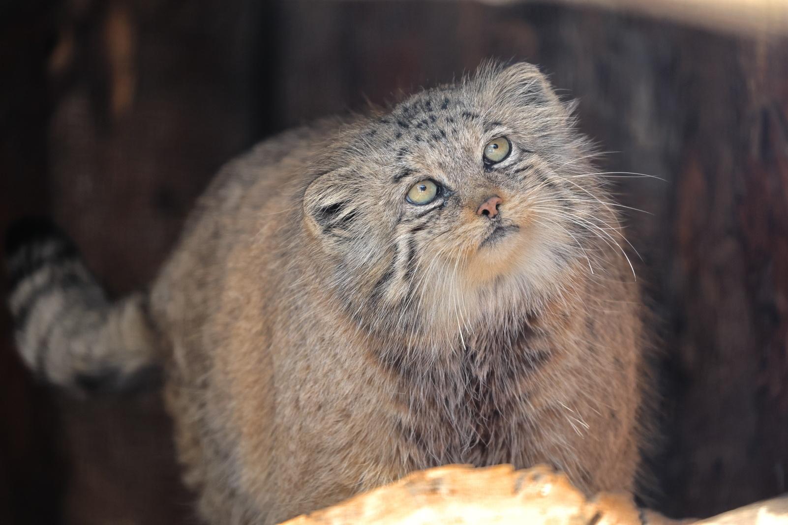 Ленинградский зоопарк