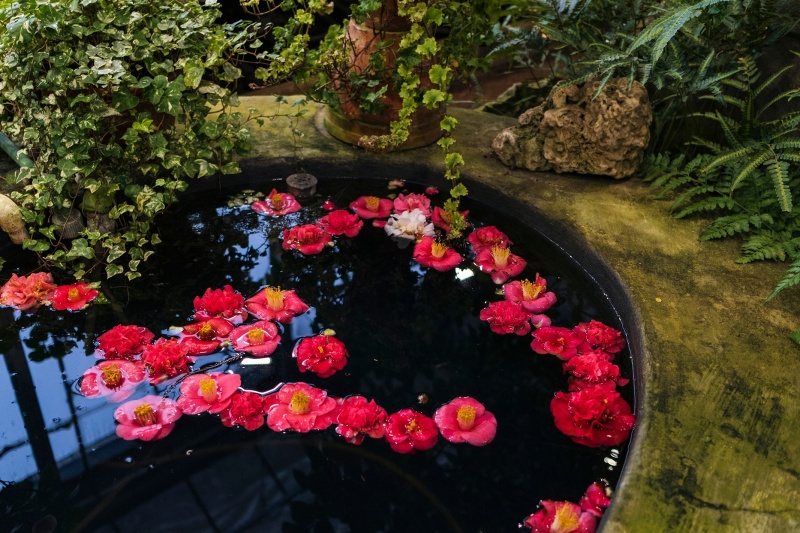 Сад Петра Великого превращает новогодние каникулы в ботаническое приключение