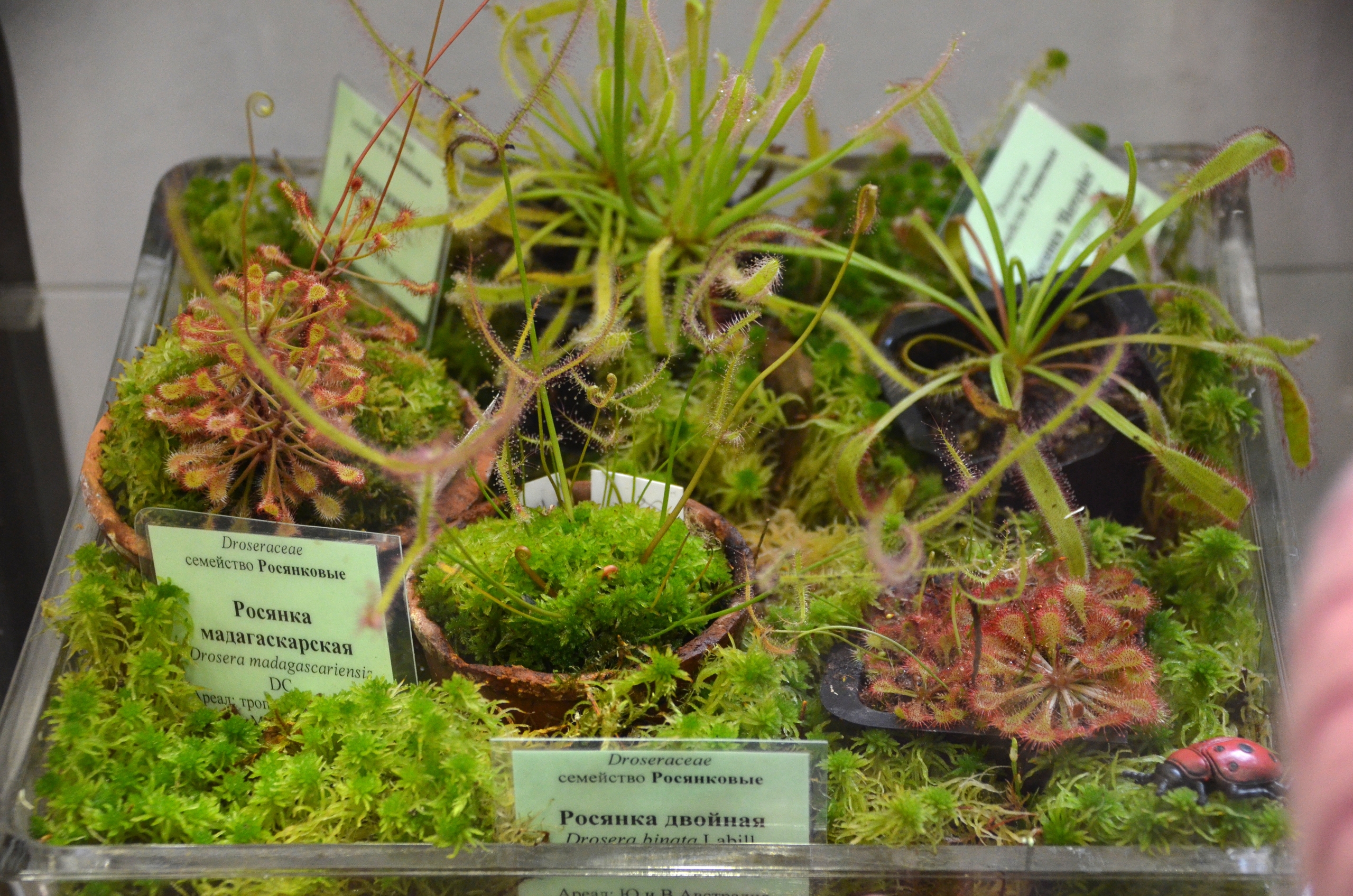 «Ботанические каникулы» расскажут о растениях-соблазнителях, хищниках и собственниках1