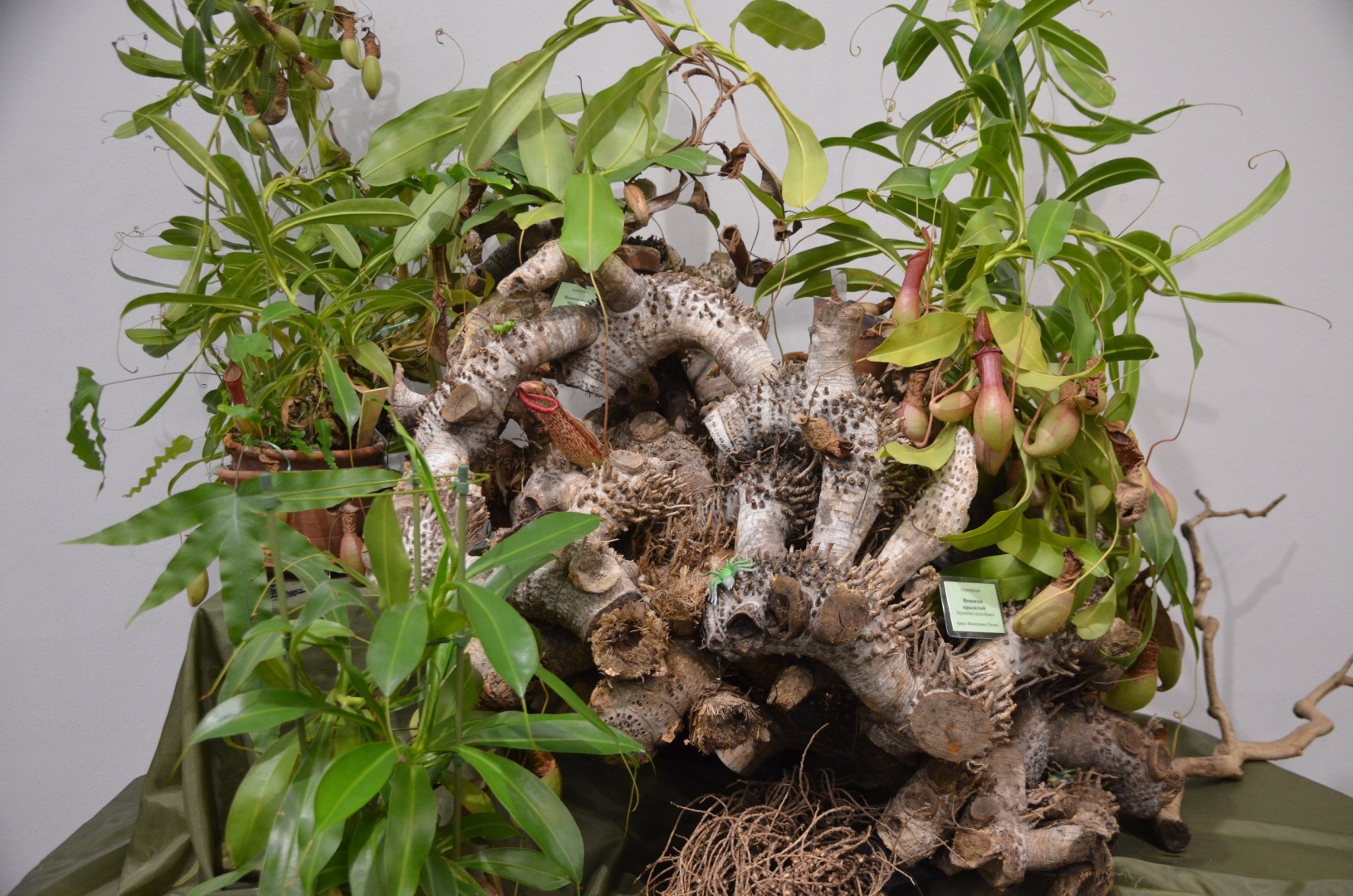 «Ботанические каникулы» расскажут о растениях-соблазнителях, хищниках и собственниках