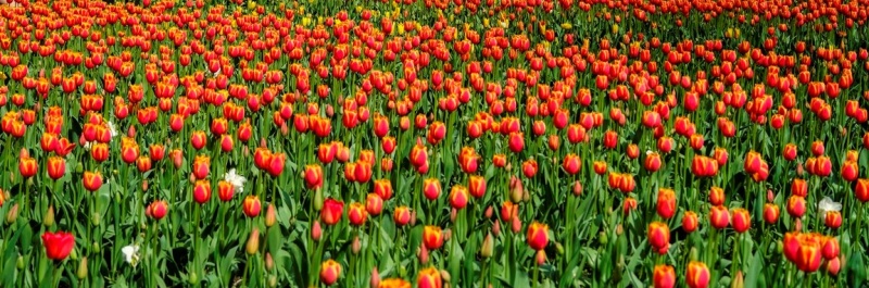 Фестиваль тюльпанов на Елагином острове (май 2026 года, даты уточняются) 