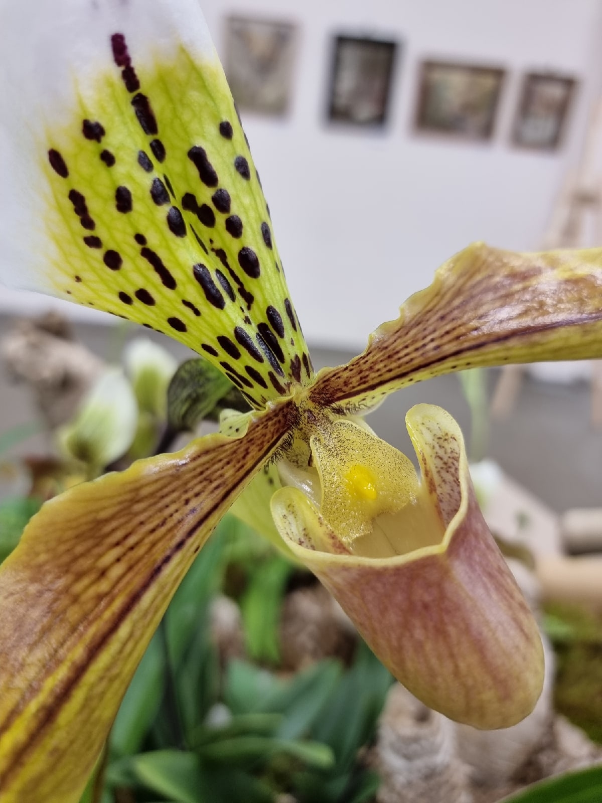 «Ботанические каникулы» расскажут о растениях-соблазнителях, хищниках и собственниках4