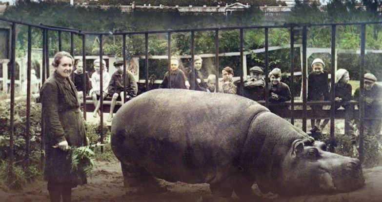 «Ленфильм» приглашает на премьеру «Блокадного зоопарка» 