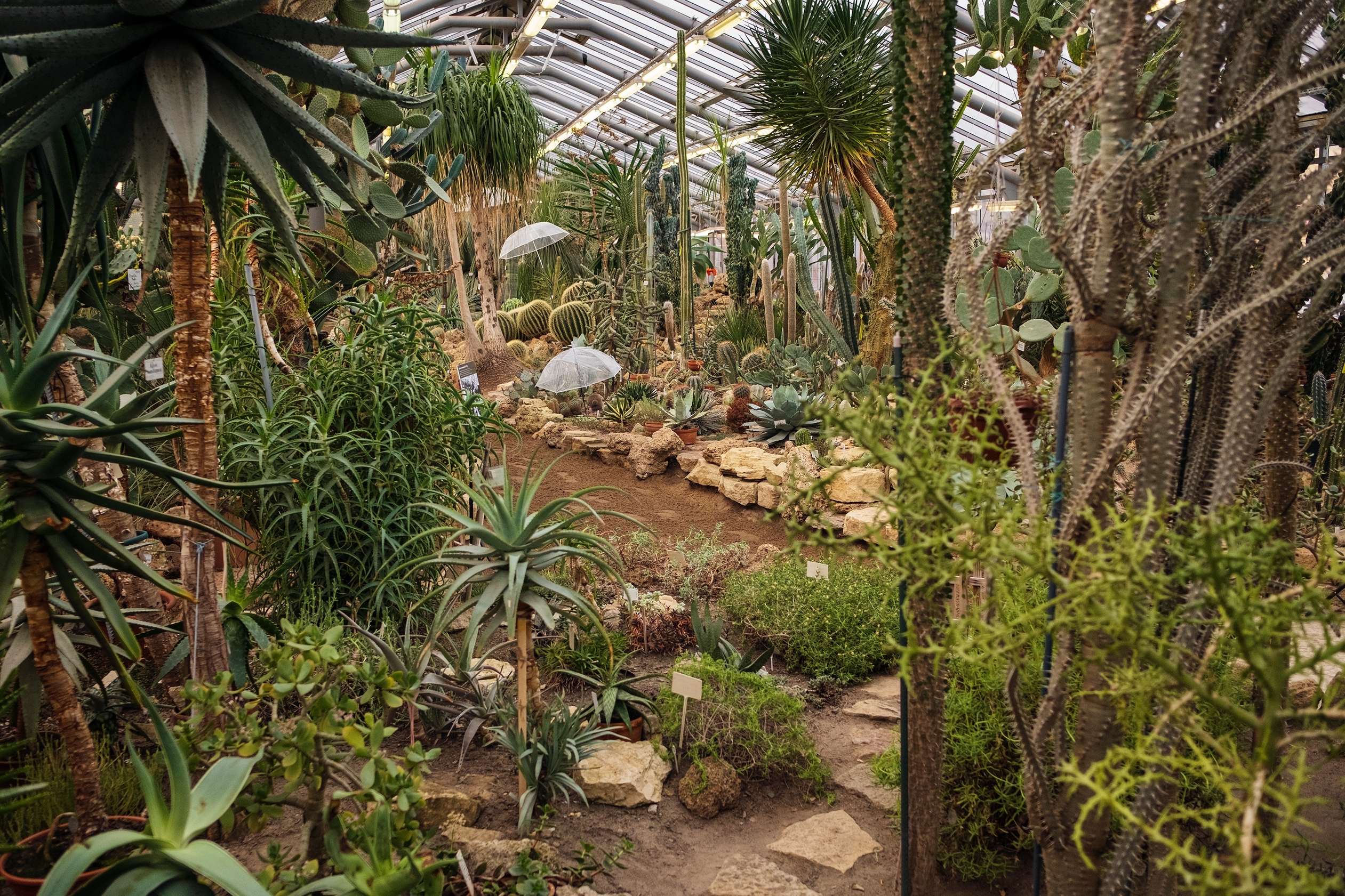 «Блокадная повесть Ботанического сада» расскажет о подвиге садоводов6