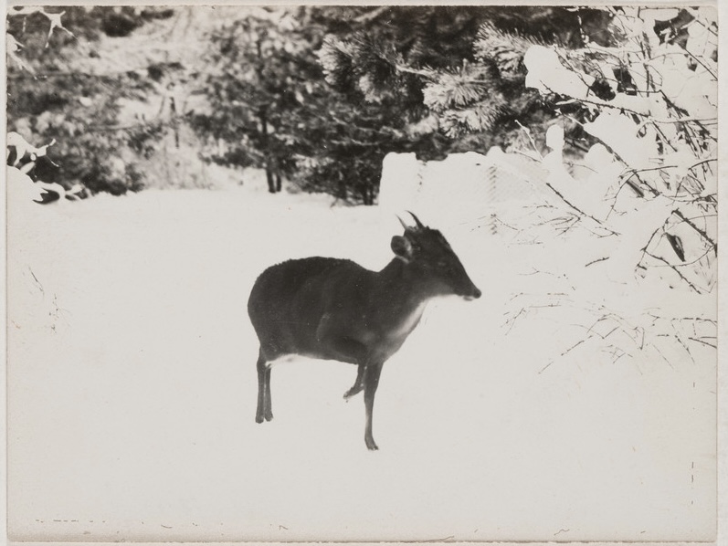 «Аскания-Нова. Письма из земного рая» - выставка в РОСФОТО3