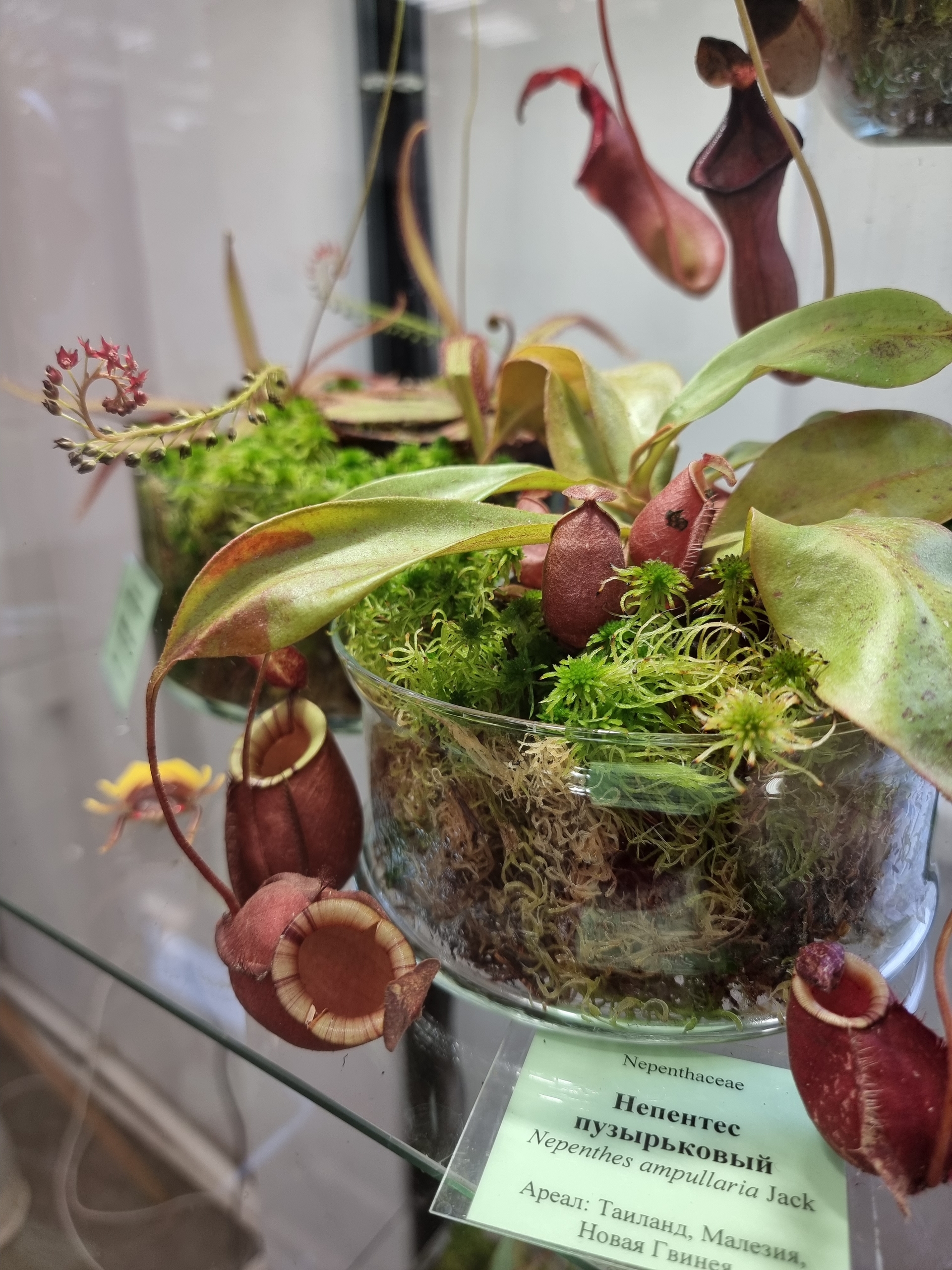 «Ботанические каникулы» расскажут о растениях-соблазнителях, хищниках и собственниках3