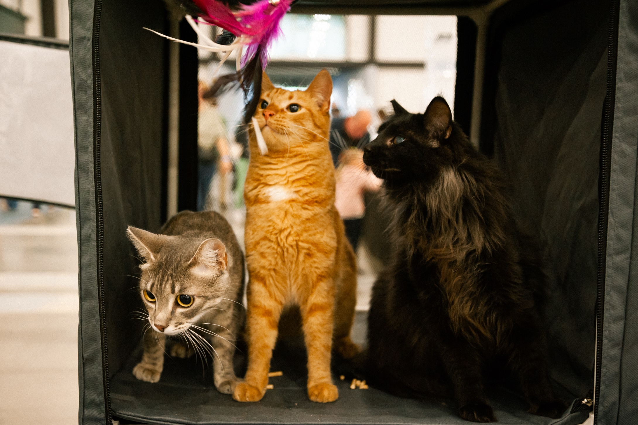 Благотворительный фестиваль «Путь домой» впервые пройдет в ТРК «Лето»3