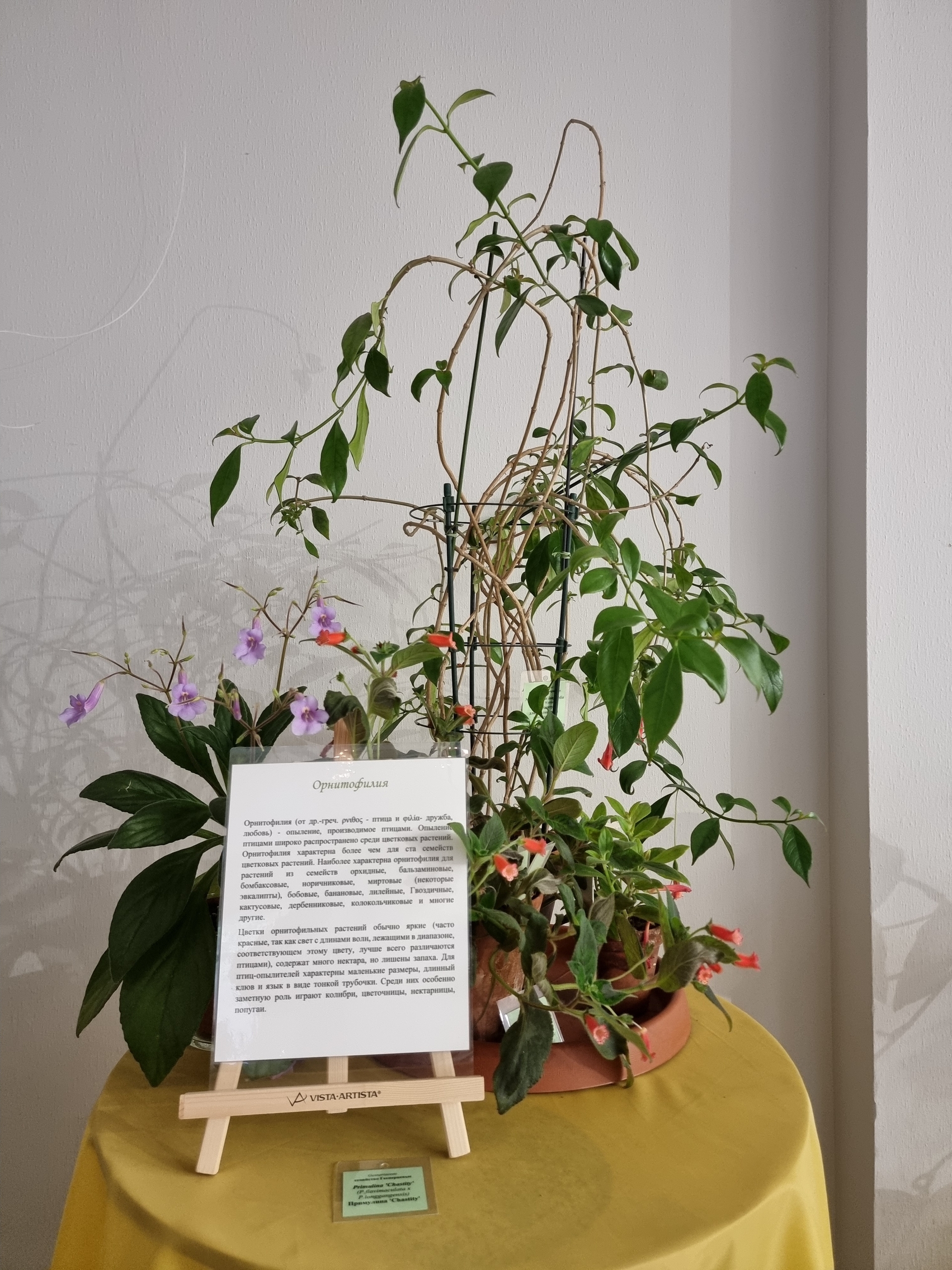 «Ботанические каникулы» расскажут о растениях-соблазнителях, хищниках и собственниках2