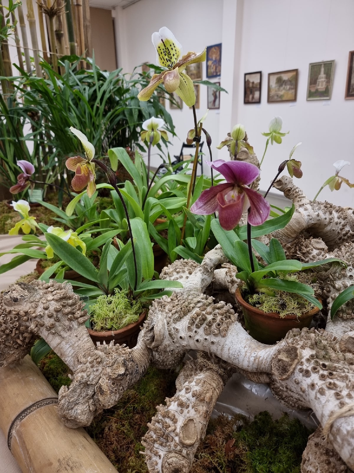 «Ботанические каникулы» расскажут о растениях-соблазнителях, хищниках и собственниках8