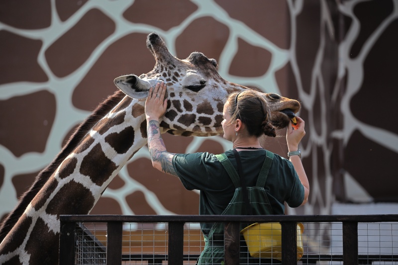 Королевский питон и летучие мыши приедут в медиацентр «Культура Петербурга» в канун юбилея Ленинградского зоопарка