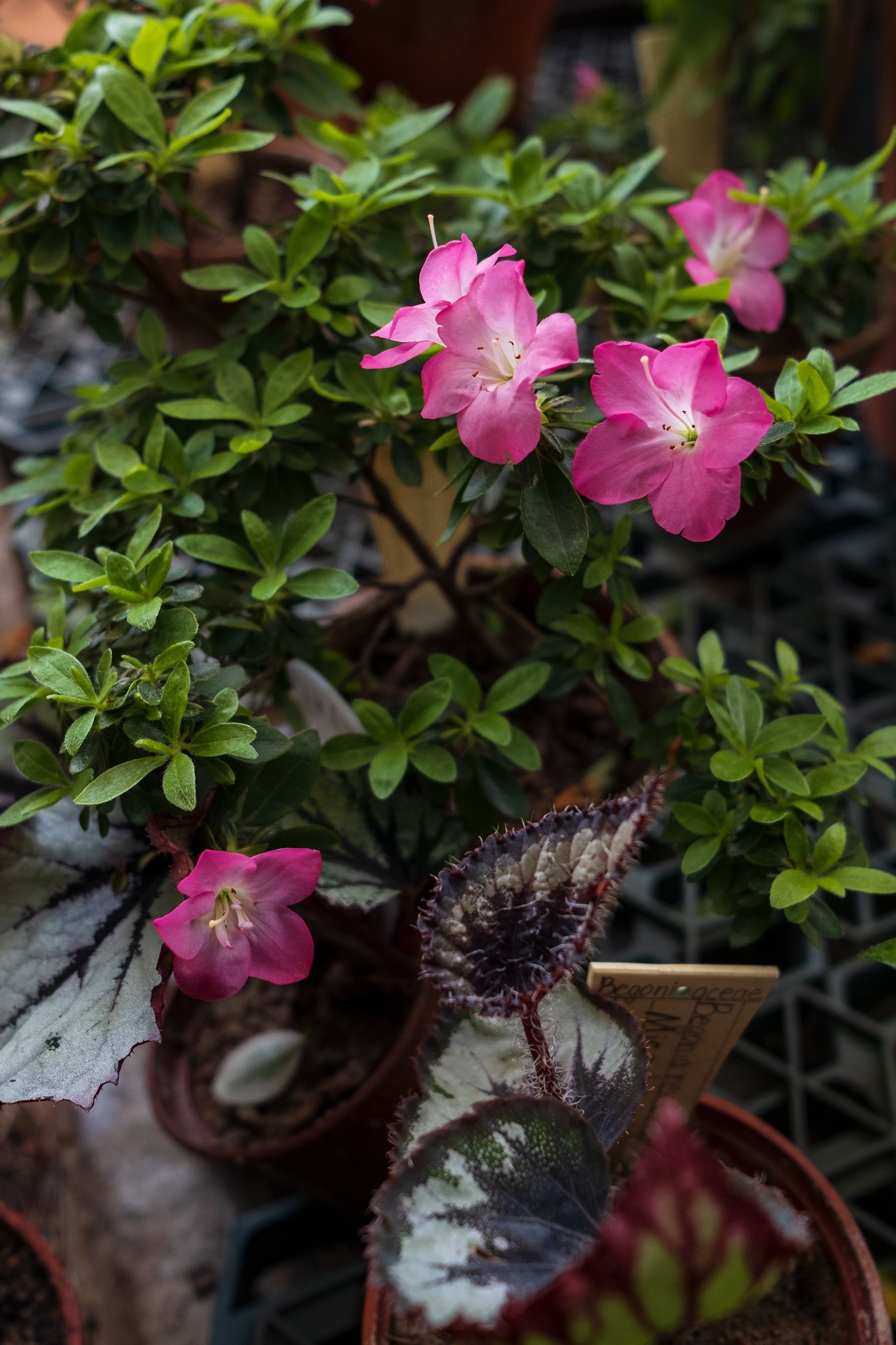 Ботанический сад Петра Великого продлит время работы для влюблённых 3