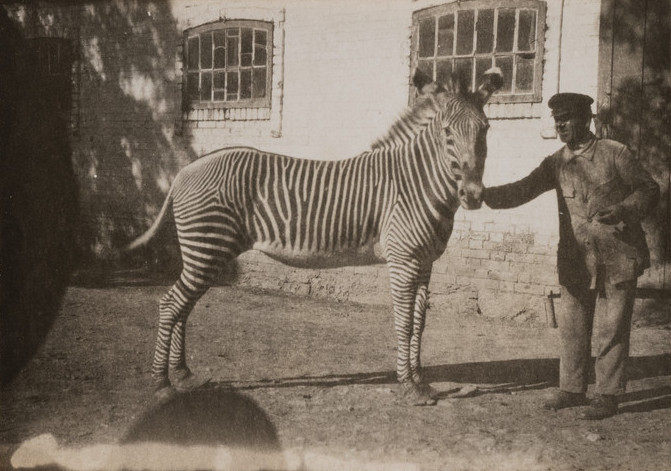 «Аскания-Нова. Письма из земного рая» - выставка в РОСФОТО3