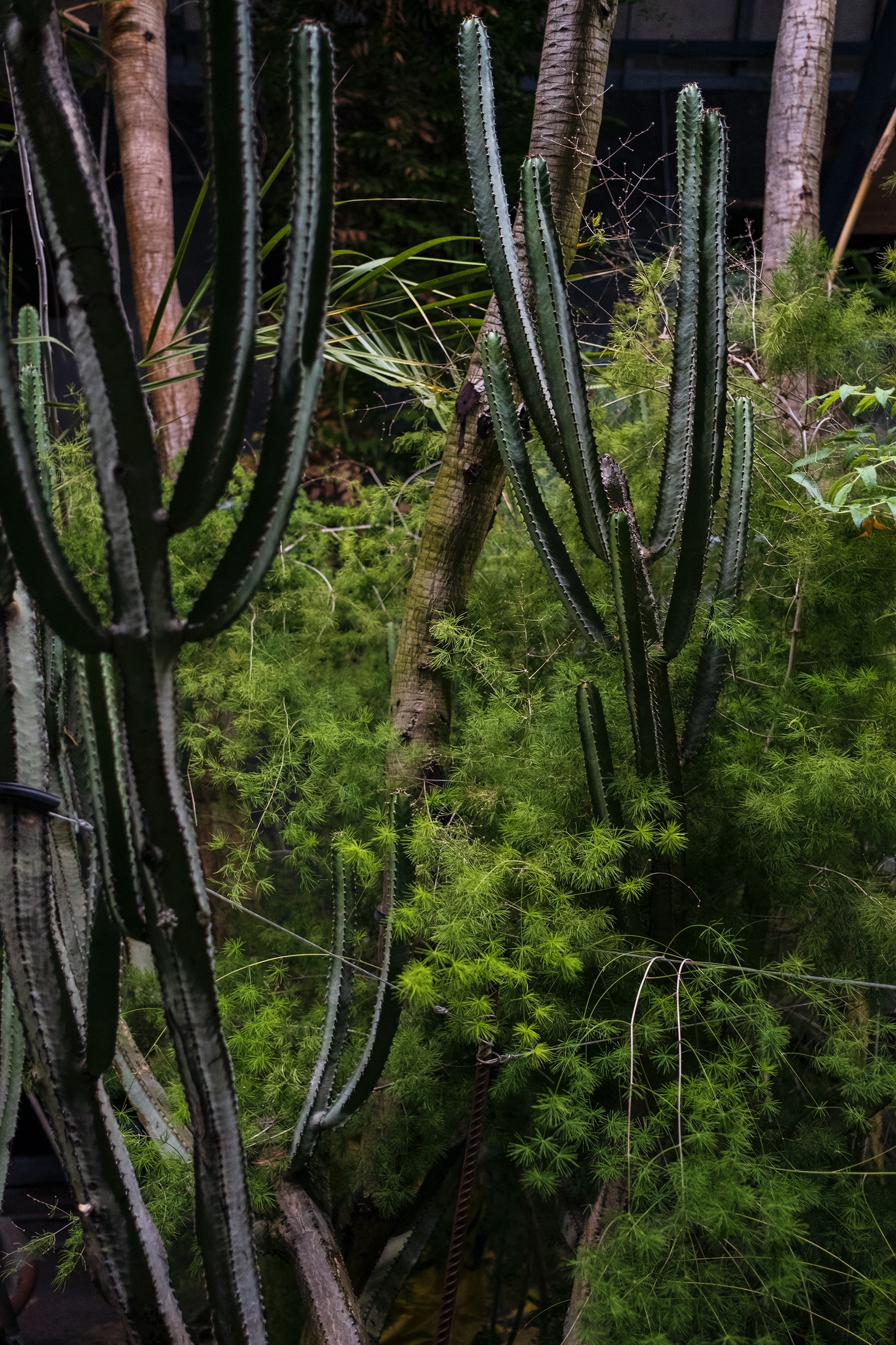 Ботанический сад Петра Великого продлит время работы для влюблённых 4