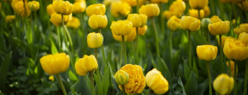 Фото заставки: Фестиваль тюльпанов на Елагином острове. Источник: vk.com/tulipfest2026. Правообладатель: vk.com/tulipfest2026.