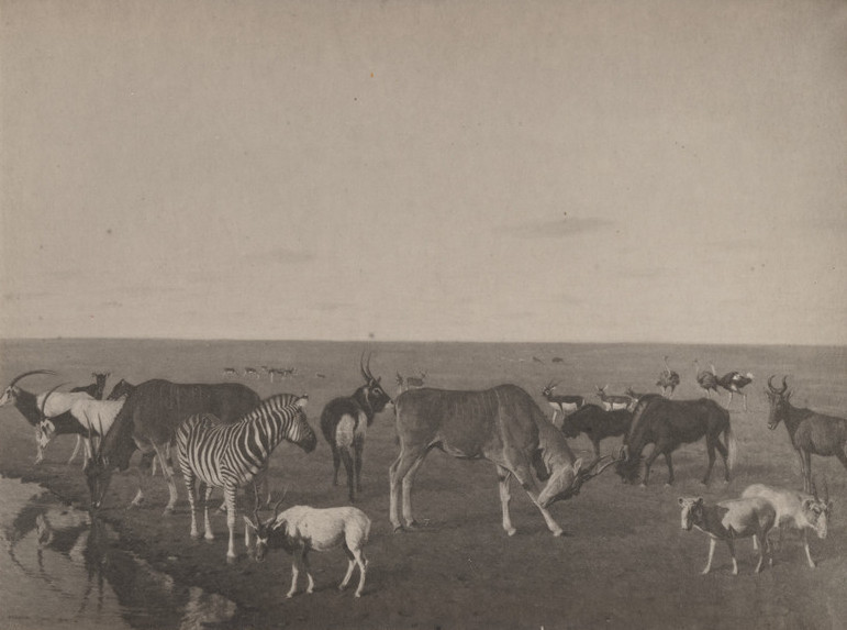 «Аскания-Нова. Письма из земного рая» - выставка в РОСФОТО2