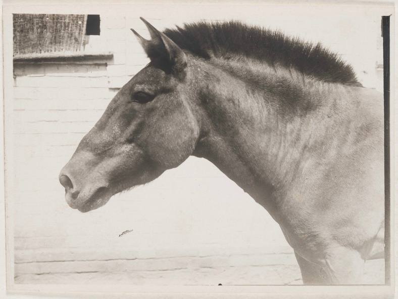 «Аскания-Нова. Письма из земного рая» - выставка в РОСФОТО4