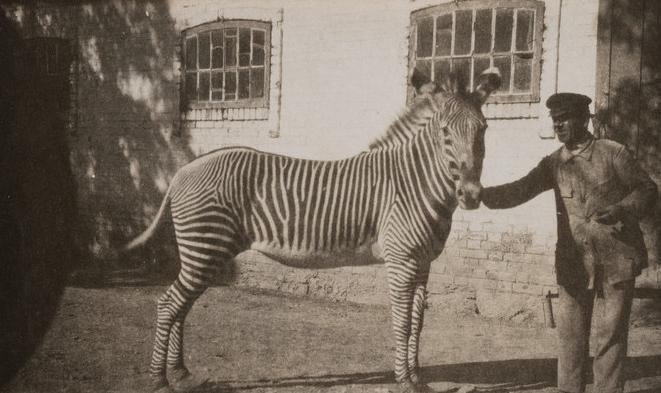 «Аскания-Нова. Письма из земного рая» - выставка в РОСФОТО