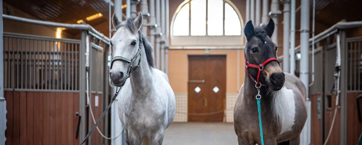 Обложка: У обоих главная рабочая обязанность – учить детей верховой езде. 