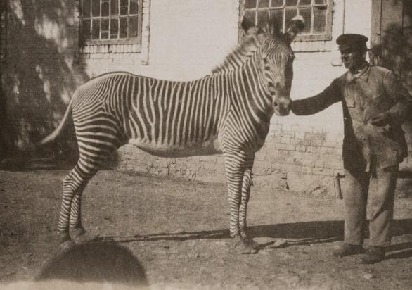 «Аскания-Нова. Письма из земного рая» - выставка в РОСФОТО