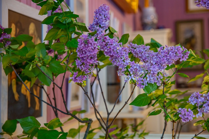 Обложка: Аромат сирени и миндаля наполнил «Царское Село». 