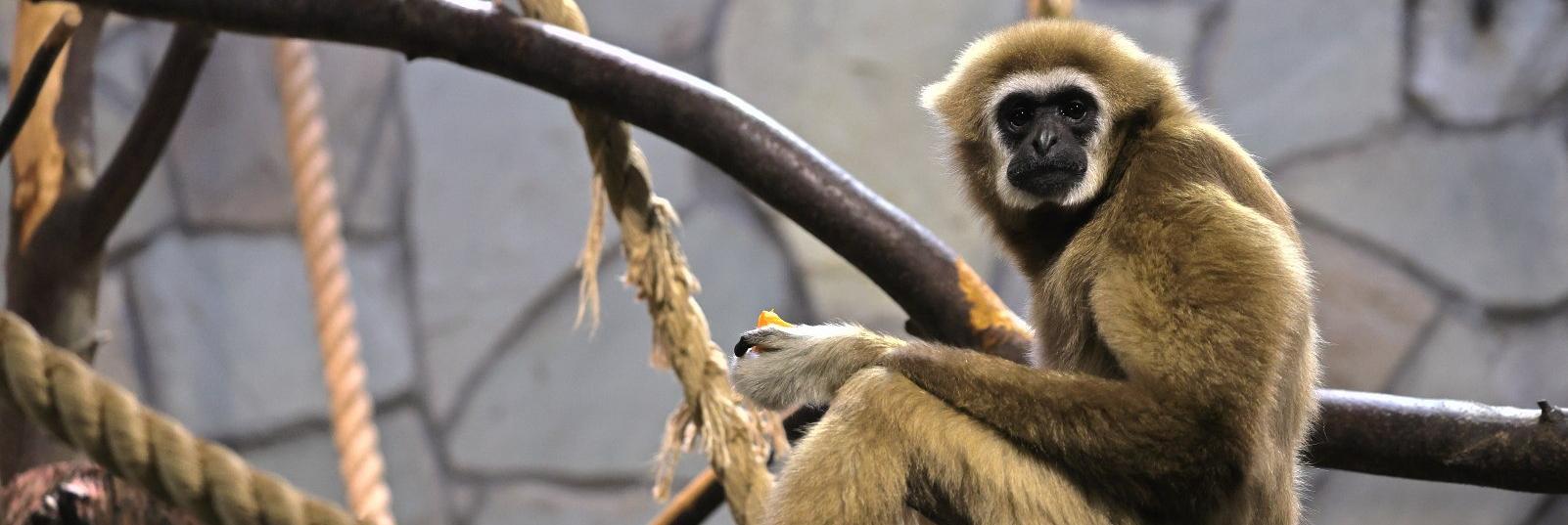 Обложка: в Ленинградском зоопарке отметят День обезьян. 