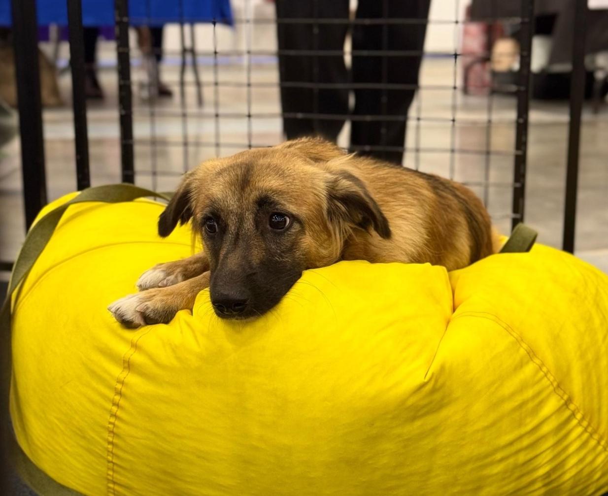 Благотворительный фестиваль «Путь домой» впервые пройдет в ТРК «Лето»