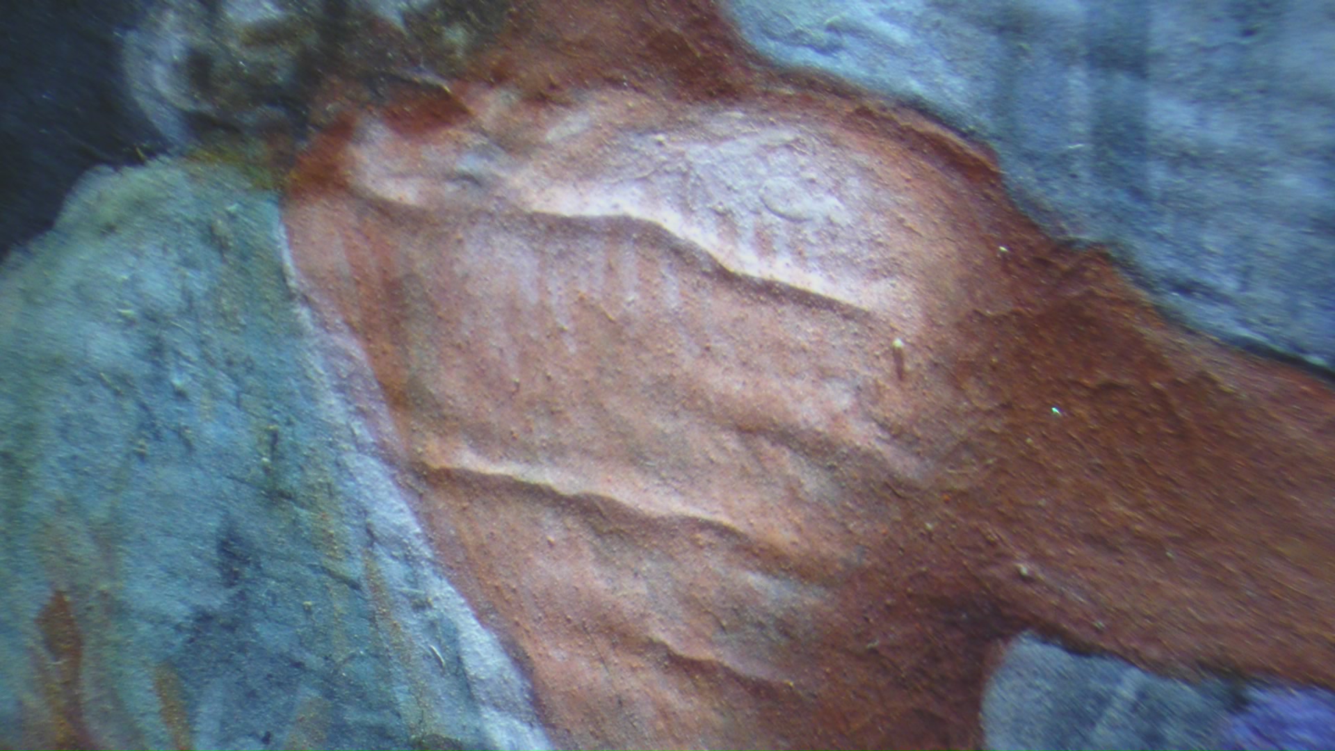 Для реставрации музейных шедевров Павловска применили клей из японских водорослей фунори7