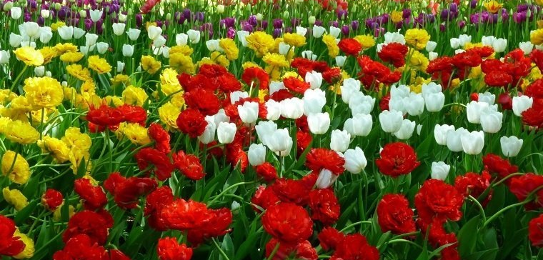 «Фестиваль тюльпанов» Весенний музыкально-флористический праздник 