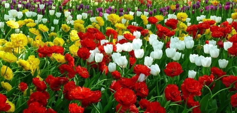 Фото заставки: Фестиваль тюльпанов 2021. Источник: vk.com/tulipfest2021 Автор: Ольга Иванова. Правообладатель: Оргкомитет фестиваля. Фото заставки: Фестиваль тюльпанов 2021. Источник: vk.com/tulipfest2021 Автор: Ольга Иванова. Правообладатель: Оргкомитет фестиваля.