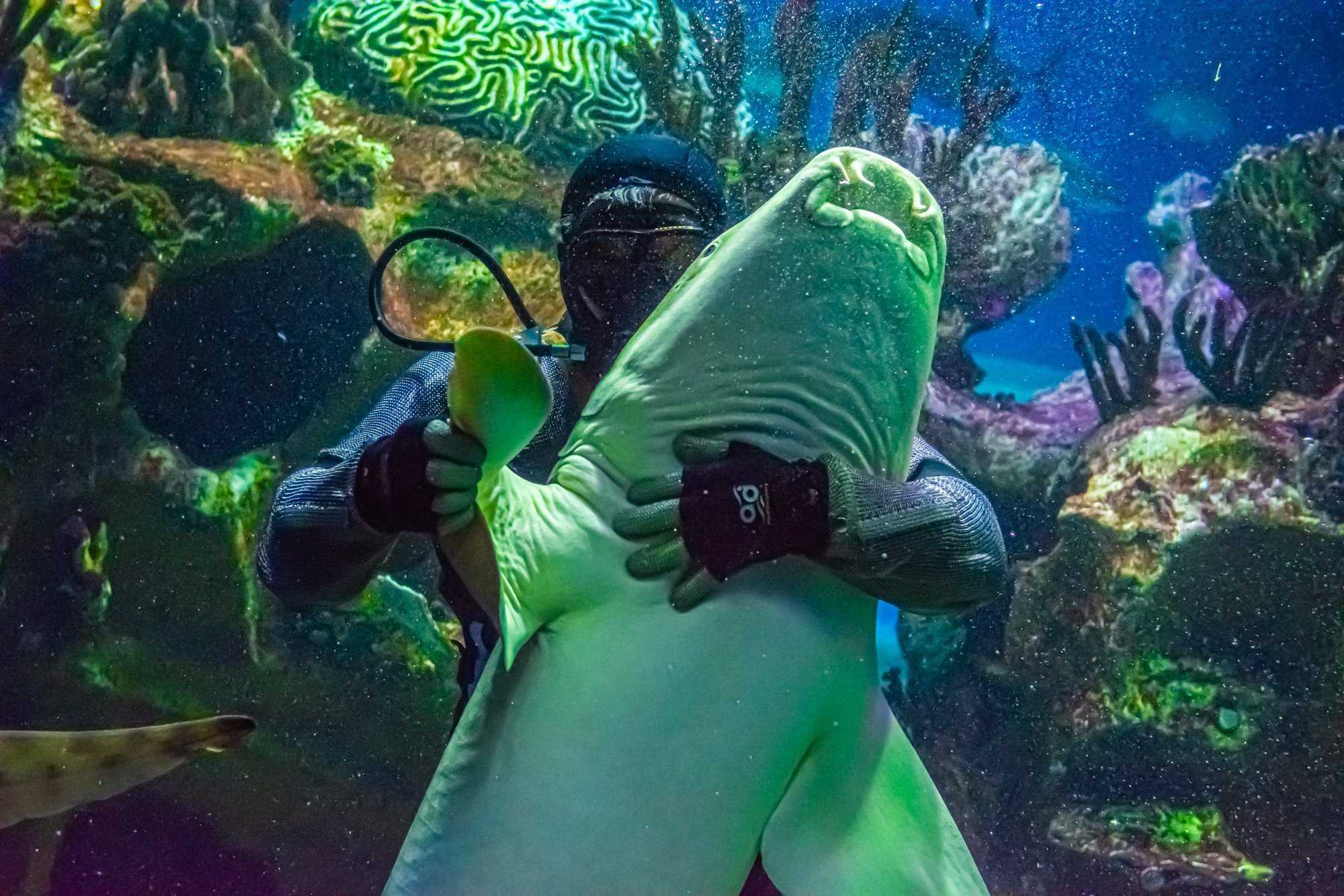 Дрессировщик акул Сергей Панчук: «Когда я приглашаю хищницу на танец, встаю на колено»