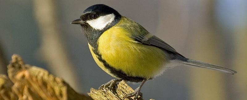 Правообладатель фото: пресс-служба ГРМ.