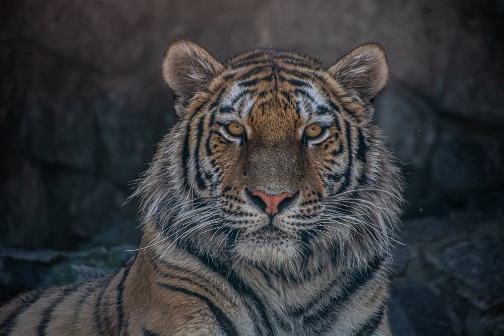 В гостях у петербургских тигров