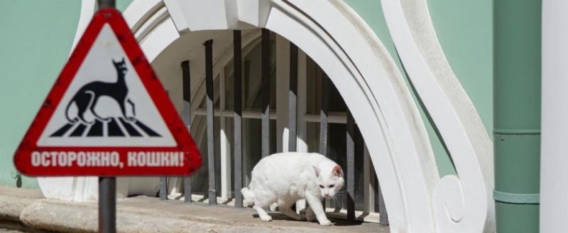 Эрмитаж отметит День кота дважды