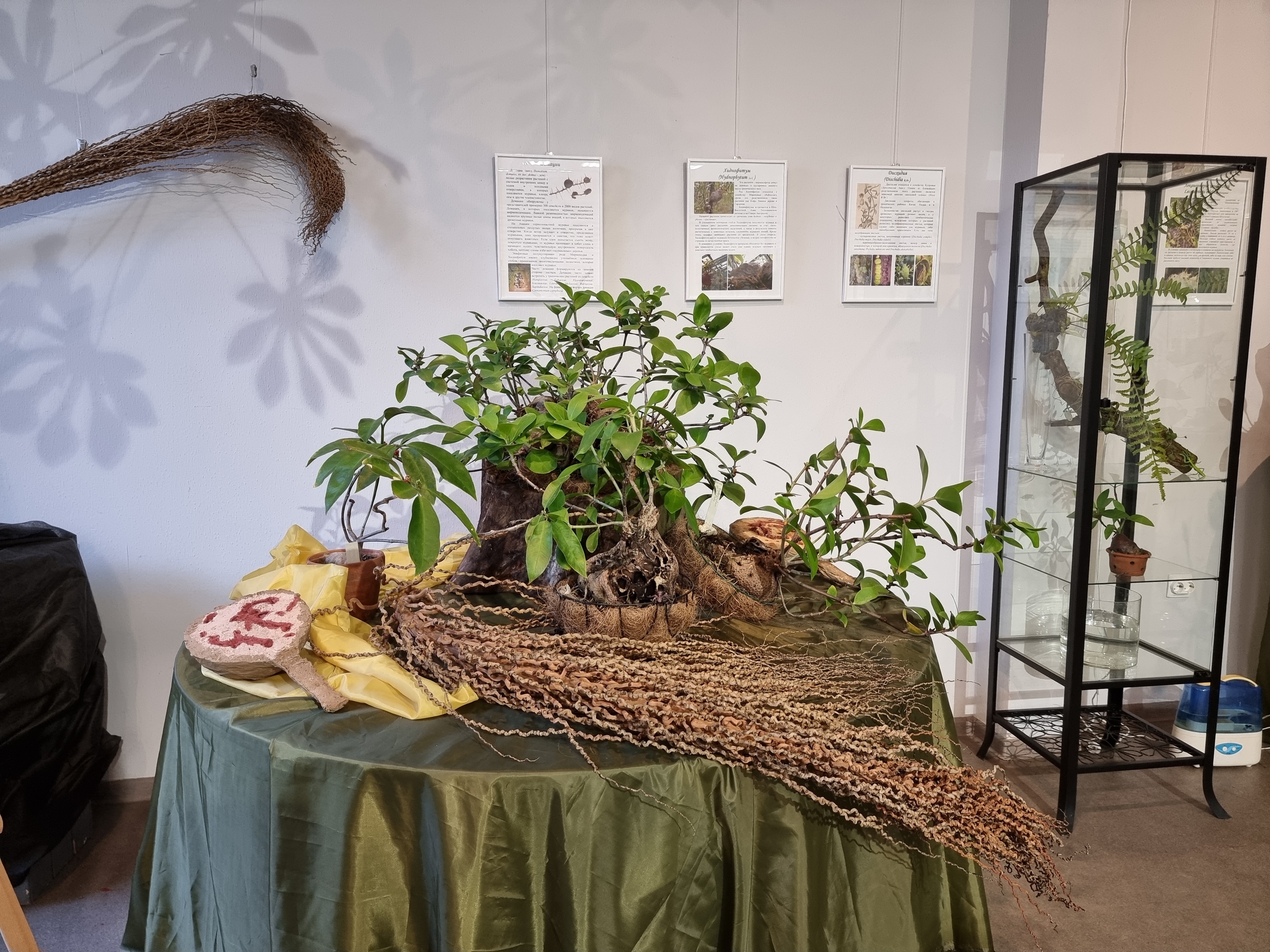 «Ботанические каникулы» расскажут о растениях-соблазнителях, хищниках и собственниках6