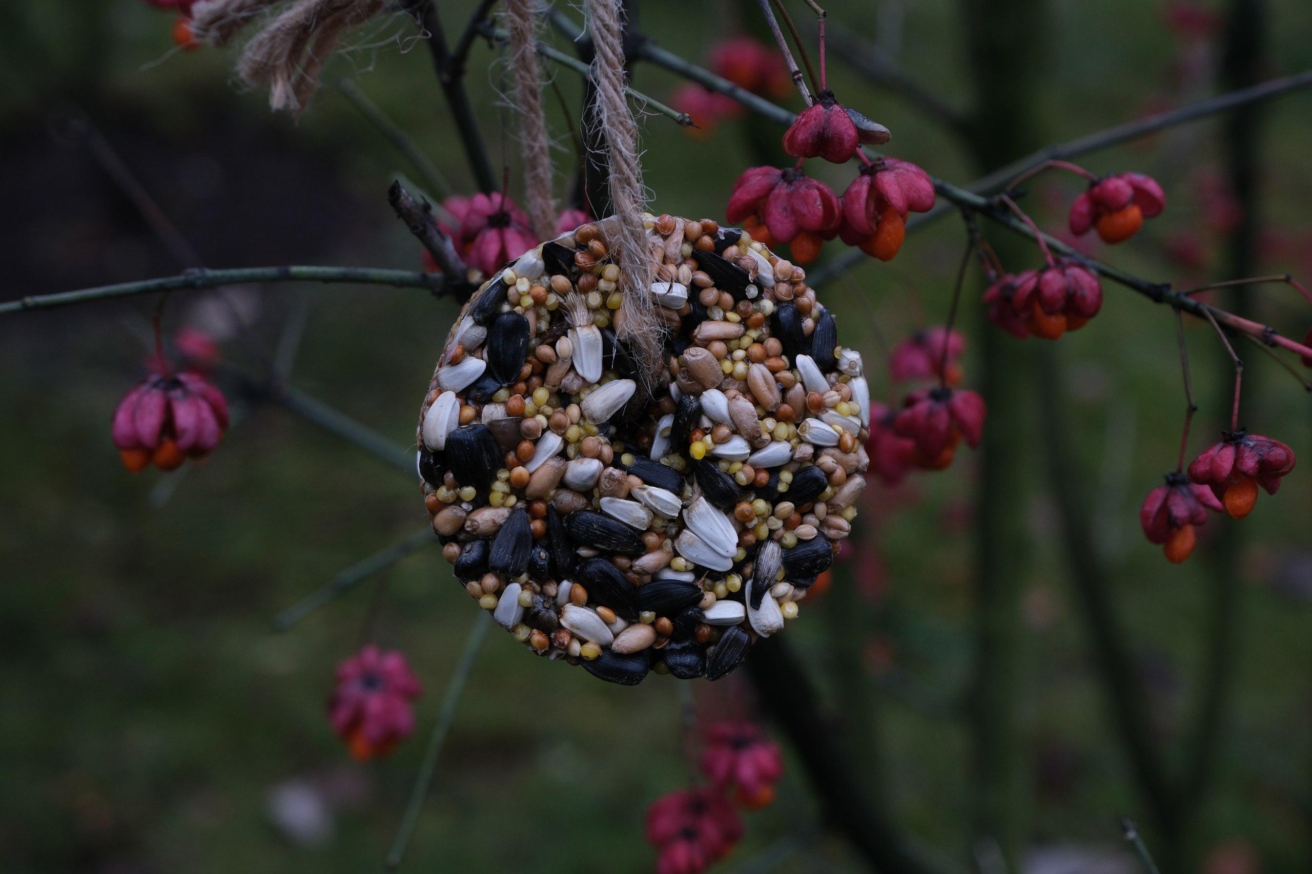В Летнем саду настанет «Синичкин день» 2