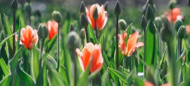 Фото заставки: Фестиваль тюльпанов. Источник: vk.com/tulipfest2024. Правообладатель: оргкомитет фестиваля. Фото заставки: Фестиваль тюльпанов. Источник: vk.com/tulipfest2024. Правообладатель: оргкомитет фестиваля.