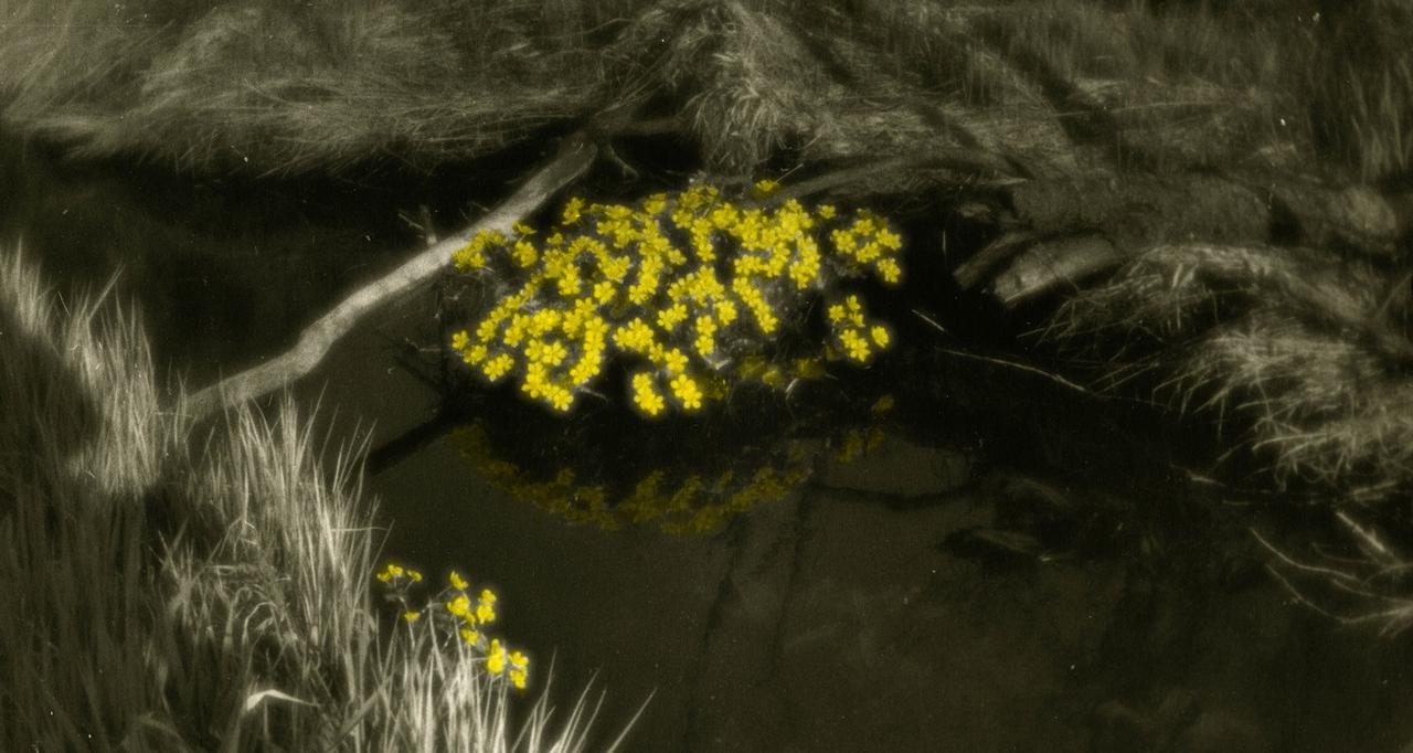 Выставка Людмилы Таболиной «Калужница» открывается в Музее истории Фотографии