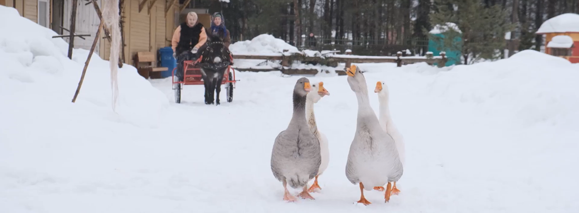 Правообладатель фото и видео: Пресс-служба Музея-заповедника «Гатчина». 