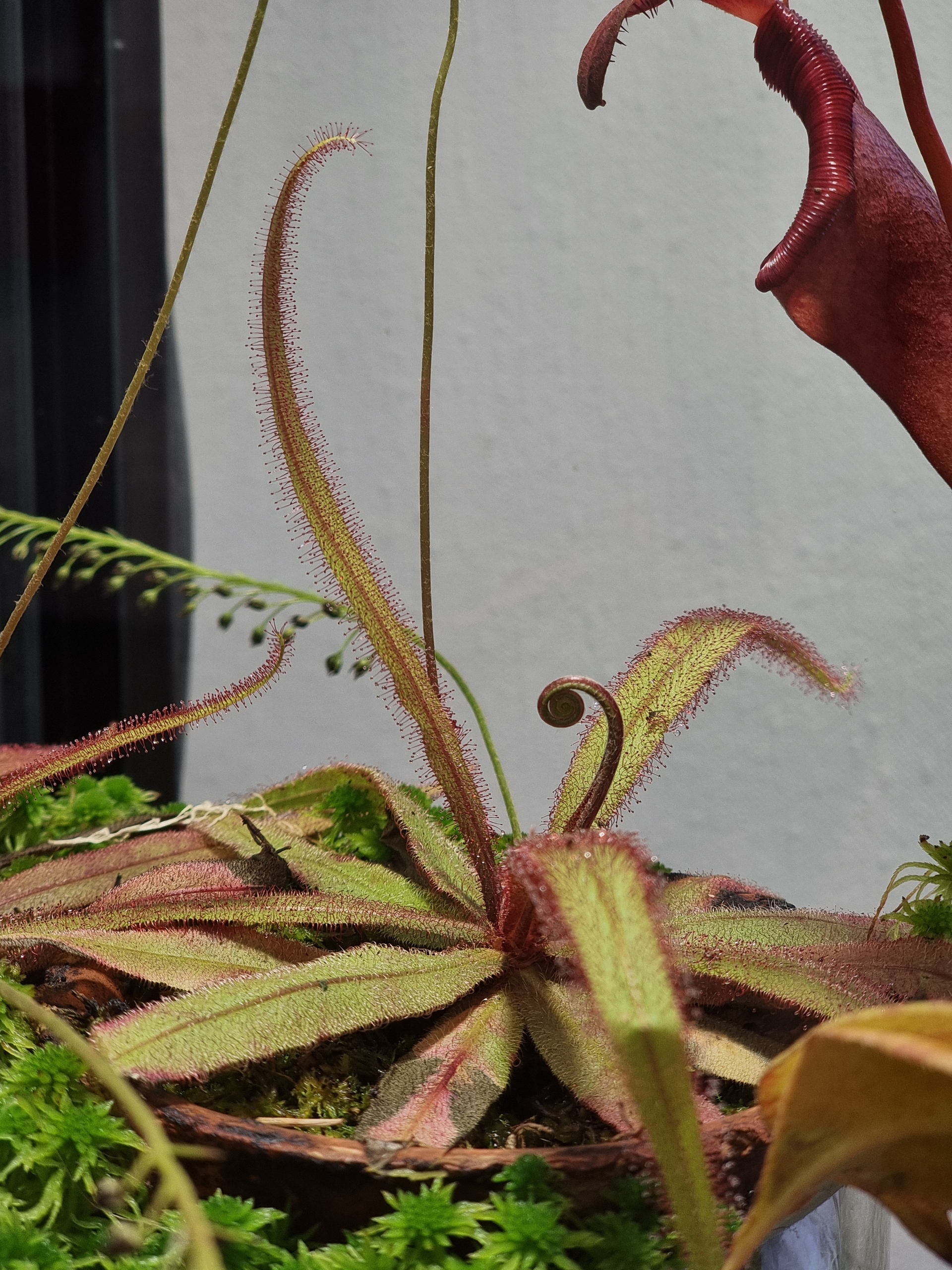 «Ботанические каникулы» расскажут о растениях-соблазнителях, хищниках и собственниках5