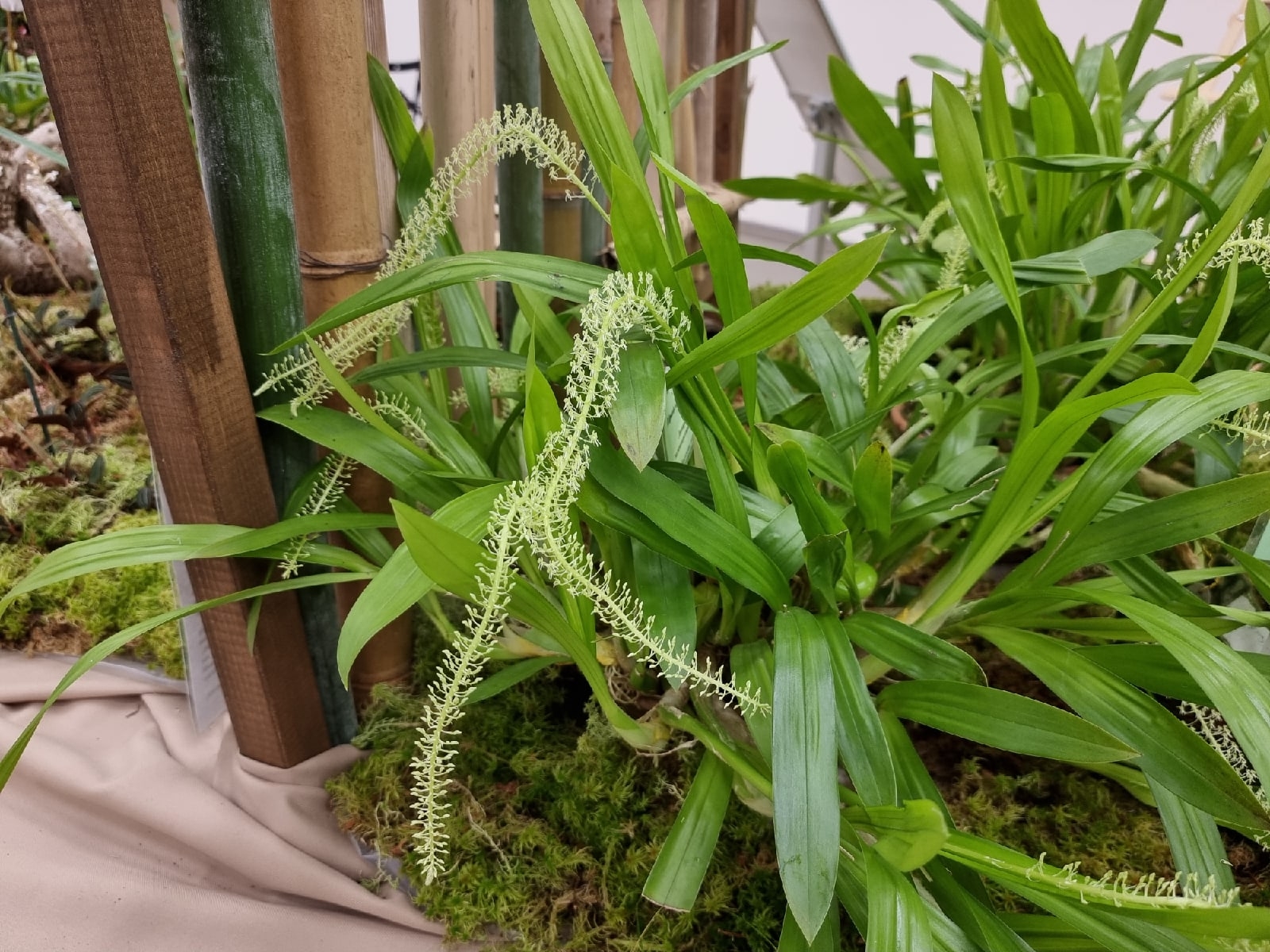 «Ботанические каникулы» расскажут о растениях-соблазнителях, хищниках и собственниках7