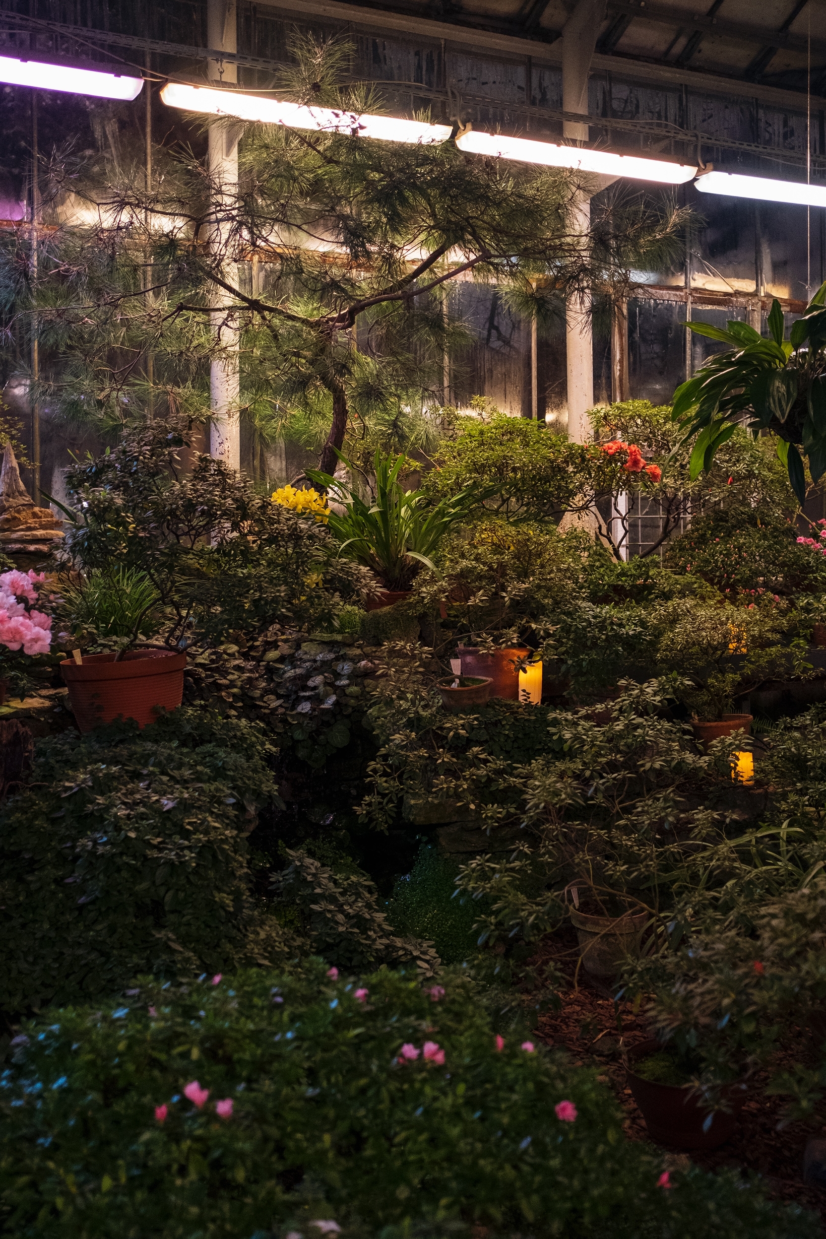 Ботанический сад Петра Великого продлит время работы для влюблённых 5