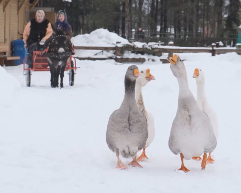 На Дворцовой ферме в Гатчине готовятся отмечать Масленицу 