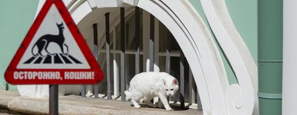 Обложка: День Эрмитажного кота