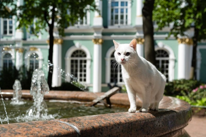 Обложка - Эрмитажные коты. Обложка - Эрмитажные коты.
