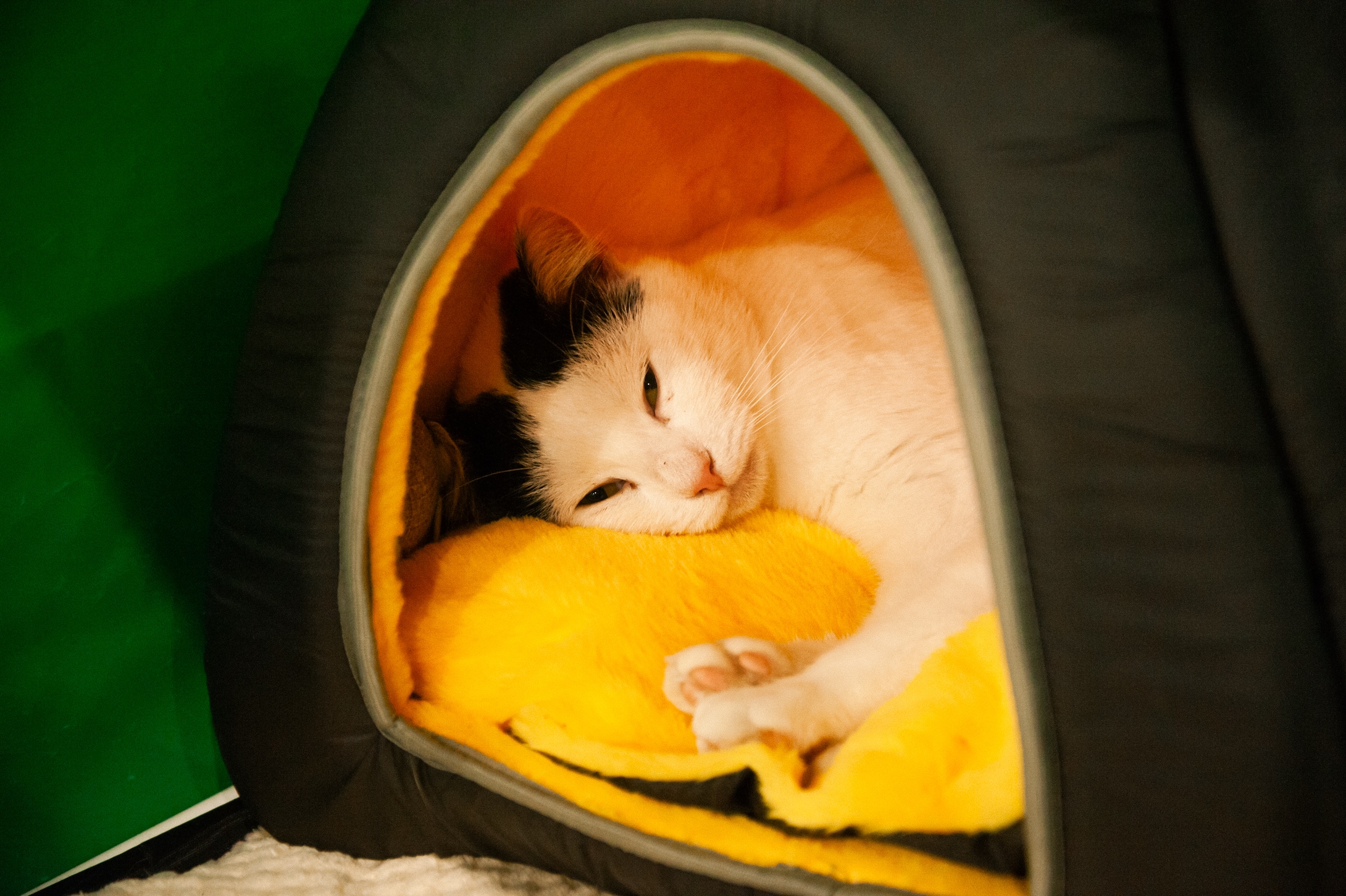 Благотворительный фестиваль «Путь домой» впервые пройдет в ТРК «Лето»2