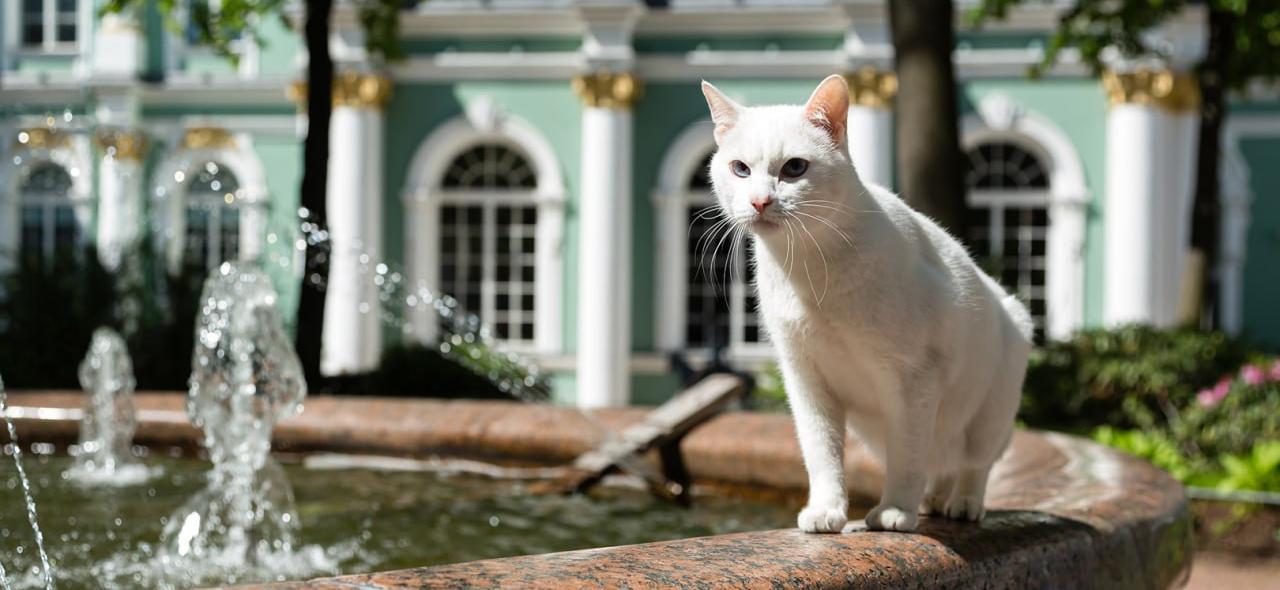 Обложка - Эрмитажные коты.