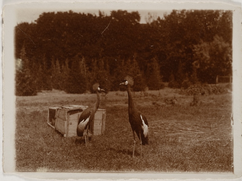 «Аскания-Нова. Письма из земного рая» - выставка в РОСФОТО1