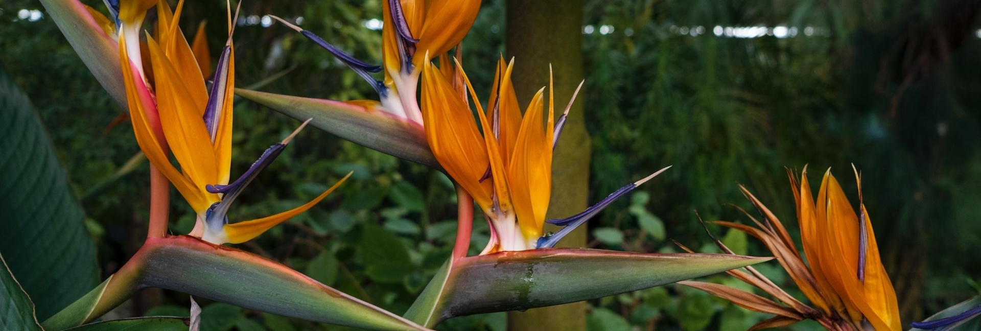 Правообладатель фото: пресс-служба Культурно-просветительского центра БИН РАН.