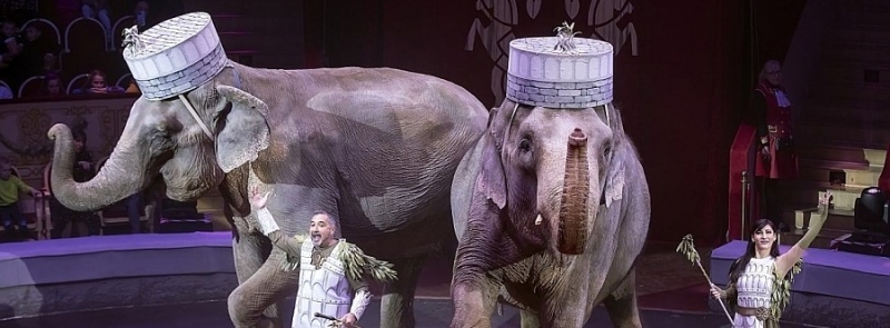 I Международный фестиваль циркового искусства «Без границ». Фото заставки: circus.ru I Международный фестиваль циркового искусства «Без границ». Фото заставки: circus.ru