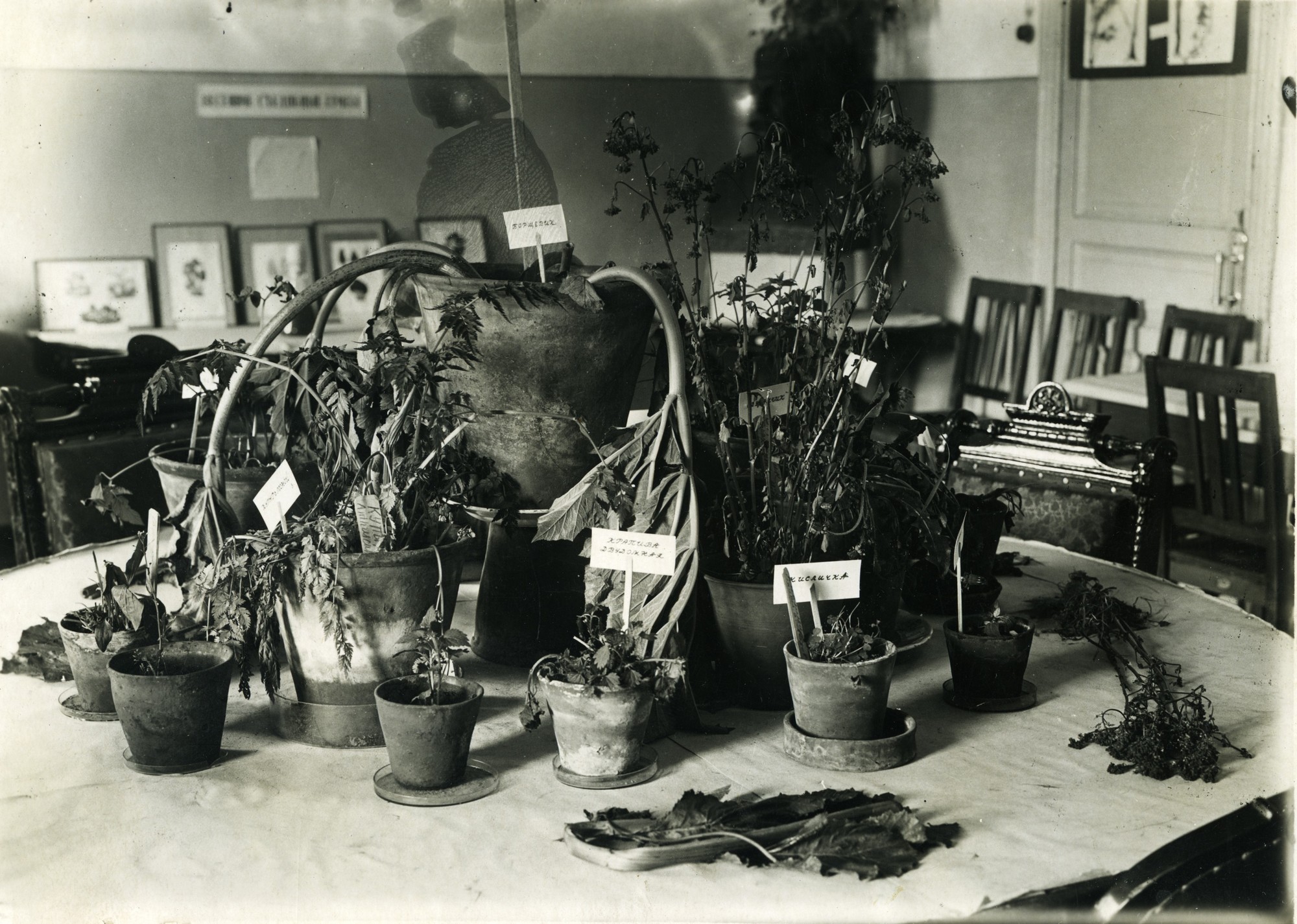 «Блокадная повесть Ботанического сада» расскажет о подвиге садоводов1